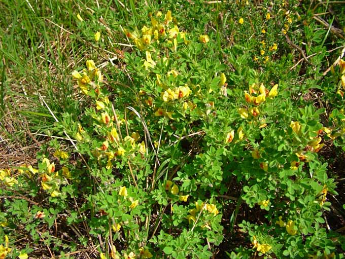 Chamaecytisus hirsutus